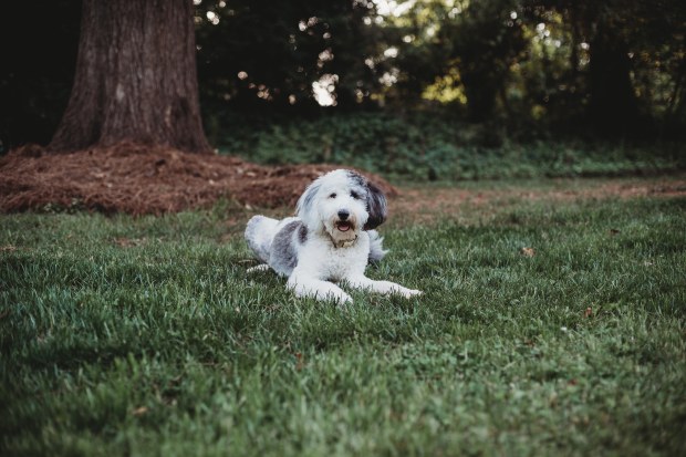 Hamilton Porch Portraits